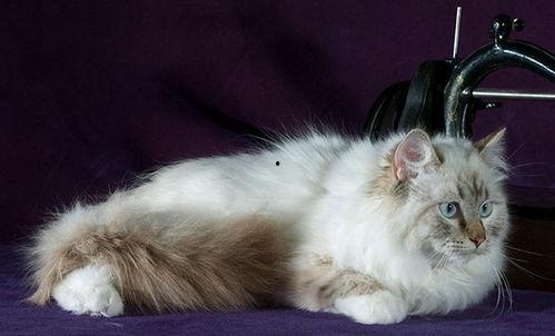 北美猫舍吃瓜,揭秘猫咪界的“吃瓜”风云