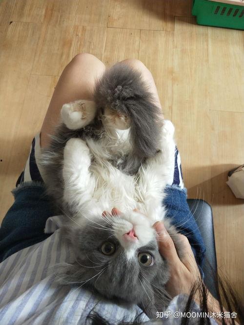 北美猫舍吃瓜,揭秘猫咪界的“吃瓜”风云