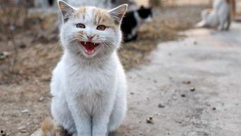 北美猫舍吃瓜,揭秘猫咪界的“吃瓜”风云