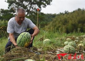 打电话吃瓜,揭秘娱乐圈幕后故事