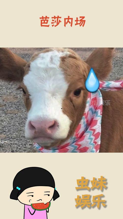 抖音电台吃瓜,揭秘娱乐圈那些吃瓜背后的真相