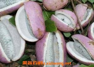 八月瓜怎么吃才正确,八月瓜的正确食用方法揭秘