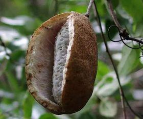 八月瓜怎么吃才正确,八月瓜的正确食用方法揭秘