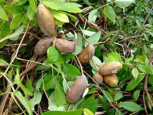 八月瓜怎么吃才正确,八月瓜的正确食用方法揭秘