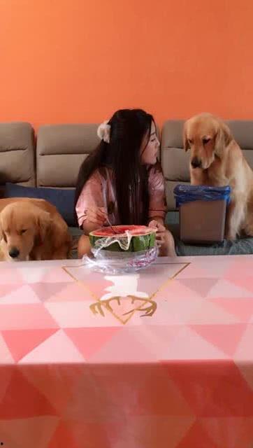 狗吃瓜的心态,揭秘狗狗的“吃瓜”心态