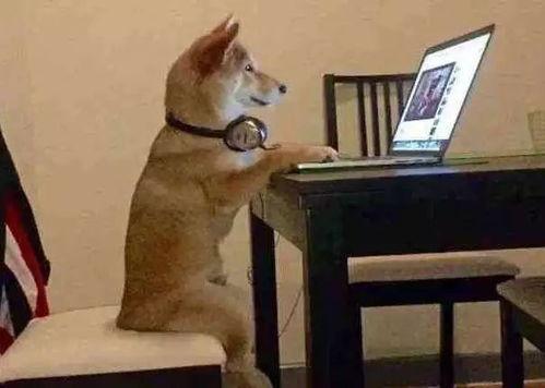 狗吃瓜的心态,揭秘狗狗的“吃瓜”心态