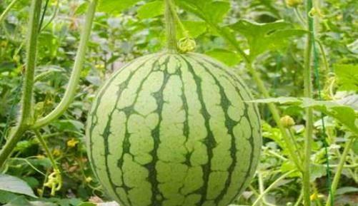 拳头瓜适合人群吃,适合各类人群的健康美食选择