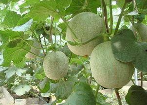 骡子吃哈密瓜,一段奇妙的食趣之旅