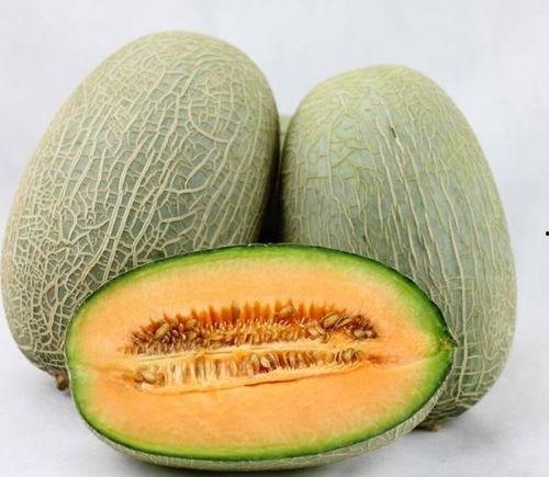 骡子吃哈密瓜,一段奇妙的食趣之旅