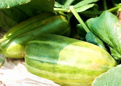 秋天可以吃瓜,秋季美食之旅