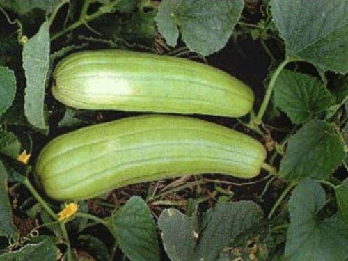 秋天可以吃瓜,秋季美食之旅