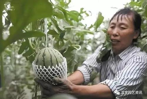浙江吃瓜的民俗,夏日吃瓜，清凉一夏的民间风情