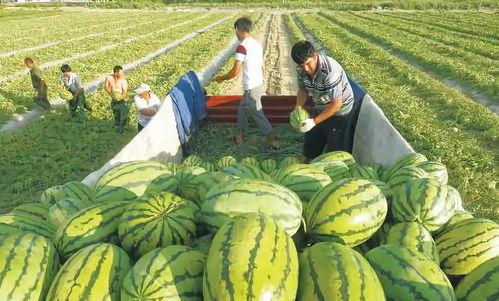 韩振新乡吃瓜,揭秘吃瓜群众的狂欢盛宴