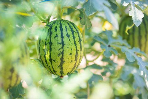 韩振新乡吃瓜,揭秘吃瓜群众的狂欢盛宴