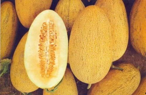 新疆爷爷吃哈密瓜,哈密瓜的诱惑之旅