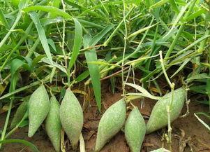 卫昭吃瓜身上,揭秘娱乐圈背后的秘密