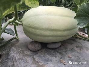 魏水县吃瓜,瓜香四溢，品味民俗风情