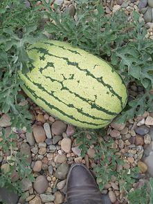 魏水县吃瓜,瓜香四溢，品味民俗风情