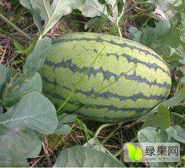 魏水县吃瓜,瓜香四溢，品味民俗风情