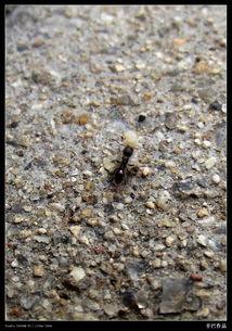 蚂蚁瓜怎么吃,蚂蚁瓜的多样食用方法探索