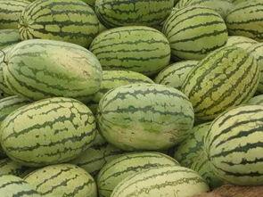 信阳正吃的瓜,探寻正当时令的甜蜜诱惑