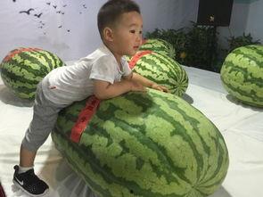 淄博桓台吃瓜事件,一场引发热议的街头冲突事件