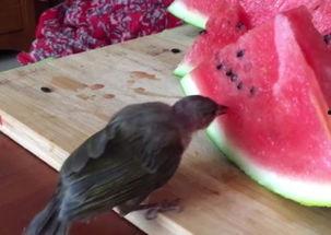 路上的小鸟吃瓜,自然界的和谐共舞