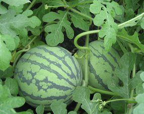 孕妇可以吃青石瓜吗,营养与安全的双重保障