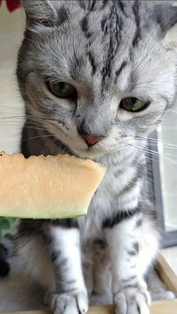 吃瓜猫的猫,揭秘猫咪界的“吃瓜群众”