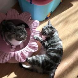 吃瓜猫的猫,揭秘猫咪界的“吃瓜群众”