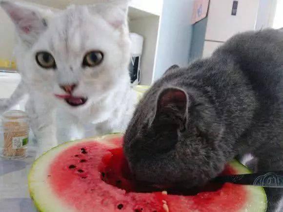 吃瓜猫的猫,揭秘猫咪界的“吃瓜群众”