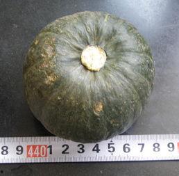 小瓜可以一起吃吗,一起吃，更美味！