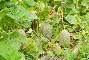 吃瓜基地9,一场别开生面的瓜界盛宴