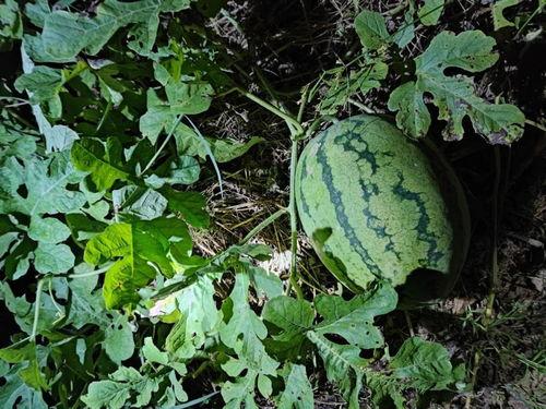 梦到偷瓜吃6,揭秘偷瓜吃的神秘寓意