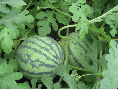 武汉迪士尼吃瓜视频,趣味互动，欢乐无限