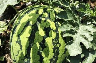 消夏吃瓜,夏日解暑美食之旅