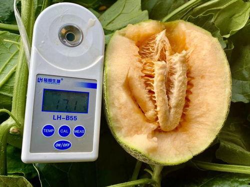 吃瓜系统大全,全方位解析网络热议背后的秘密