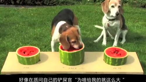 吃瓜愣住图片,揭秘网络热图背后的故事