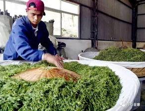 吃瓜金寨,吃瓜群众的美食之旅