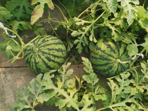 如何精准吃瓜,揭秘网络舆论背后的真相