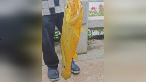 大爷拍照吃瓜图片,趣味横生瞬间捕捉