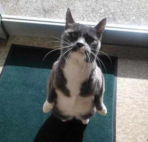 吃瓜修猫,揭秘猫咪饮食与健康生活的秘密