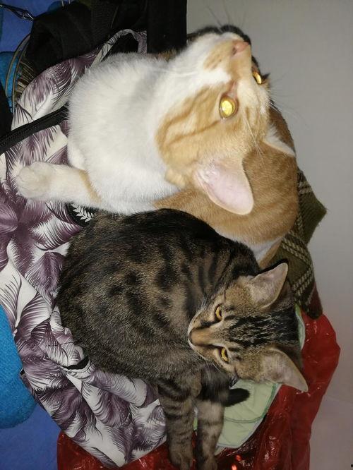 吃瓜修猫,揭秘猫咪饮食与健康生活的秘密