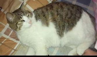 吃瓜修猫,揭秘猫咪饮食与健康生活的秘密