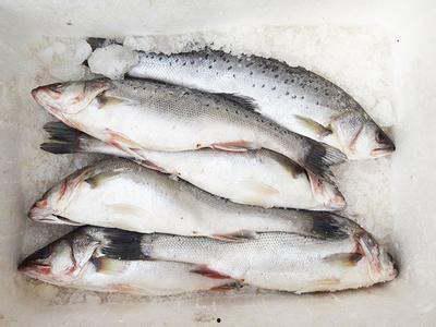 吃哈密瓜可以吃鲈鱼吗,健康美味两不误