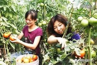 麒麟瓜是小吊瓜吗怎么吃,麒麟瓜与小吊瓜的辨析及美味食用指南