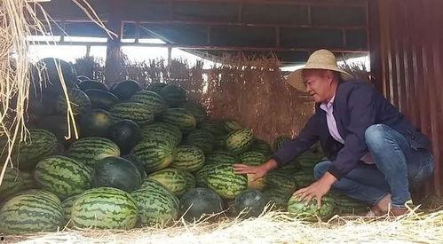 峪谷吃瓜群众,揭秘乡村生活百态