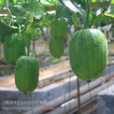 山东医专吃瓜,揭秘校园里的热点瞬间