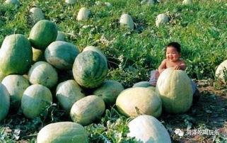 山东医专吃瓜,揭秘校园里的热点瞬间