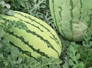 吃瓜该怎么吃瓜,如何优雅地品味瓜界风云